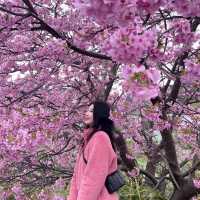 Kawazu Sakura festival in Japan