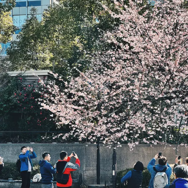 สุดยอดฤดูซากุระ: การเที่ยวชมดอกซากุระในย่าน Ueno