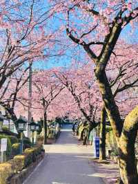 【密蔵院/埼玉県】満開の桜を早めに見られる「安行桜」