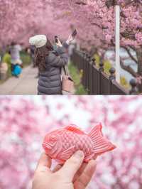Kawazu Sakura Cherry blossom แห่งเมืองคะวะซุ🌸