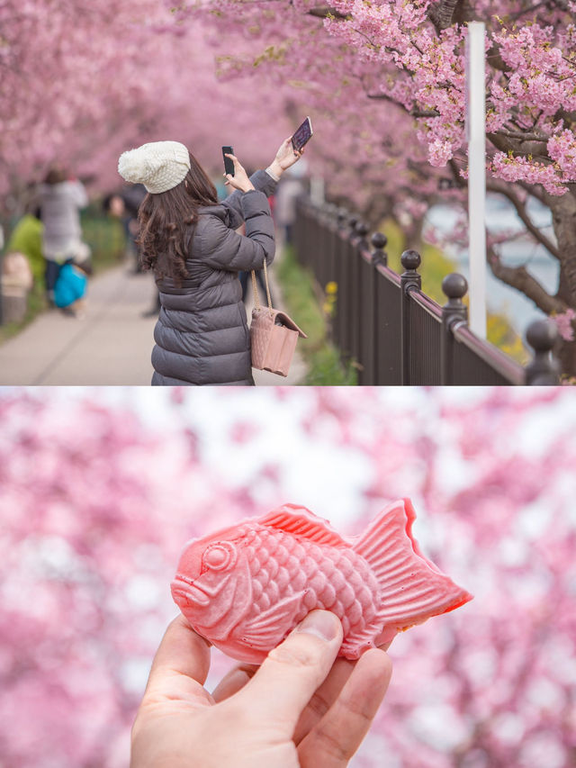 Kawazu Sakura Cherry blossom แห่งเมืองคะวะซุ🌸