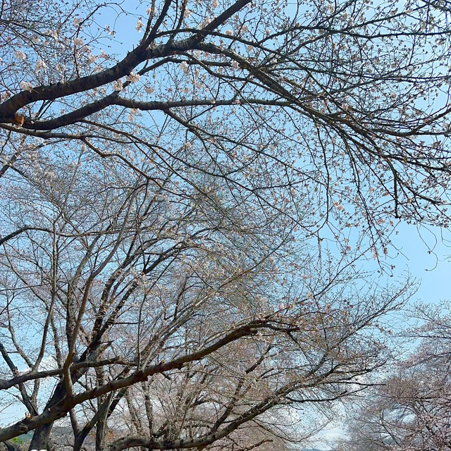 相約韓國鎮海櫻花/軍港節/慶和站