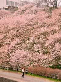 神奈川縣南足柄市櫻花 Ichinoseki Harane