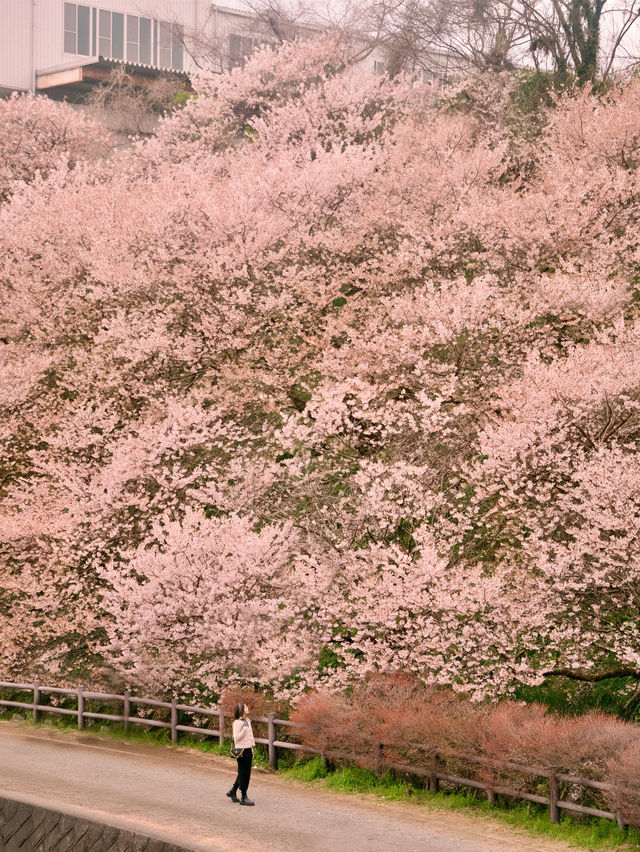 神奈川縣南足柄市櫻花 Ichinoseki Harane