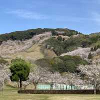 都城市観音池公園の桜