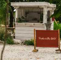 Padee in the wild (ปาฎี)