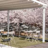 首爾溫泉站附近的Sandbee咖啡館，享受櫻花野餐和美味咖啡