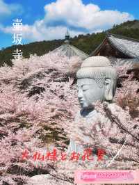 麗らかな春🌸大仏様とお花見しよう🌸壷坂寺 in 奈良