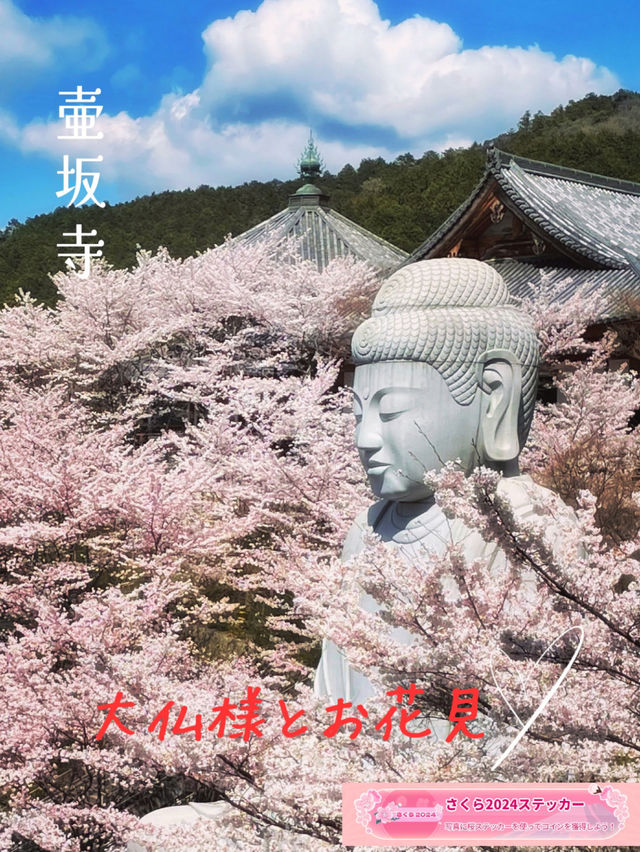 麗らかな春🌸大仏様とお花見しよう🌸壷坂寺 in 奈良