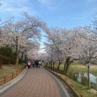 경주 여행은 벚꽃이 만개하는 봄에 가보자구요🌸