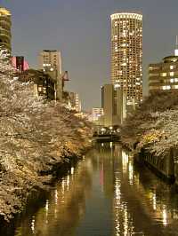 【目黒川/東京都】桜満開になったら、まずは目黒川へ