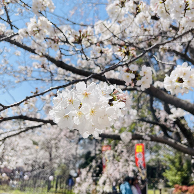 🌸ชมวิวปราสาทโคคุระท่ามกลางดอกซากุระบานสะพรั่ง