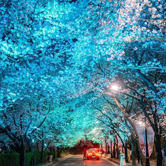 Beautiful Cherry Blossom of E-World at Night 