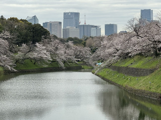 CoStudio | 千鳥ケ淵 - 桜の楽園🌸🏞️