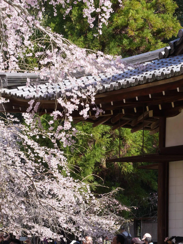 【絶対に見ておきたい桜】京都でいち早く見頃を迎えるスポット