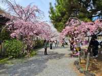 🌸京都嵐山渡月橋：櫻花盛開，春日京都的象徵