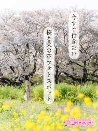 【東京都/立川市】今すぐ行きたい桜と菜の花フォトスポット