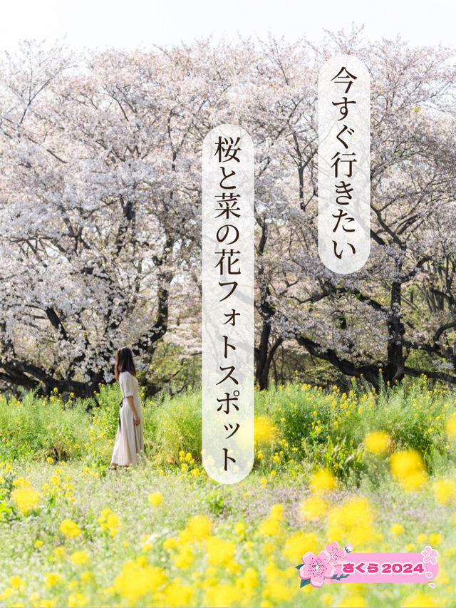 【東京都/立川市】今すぐ行きたい桜と菜の花フォトスポット