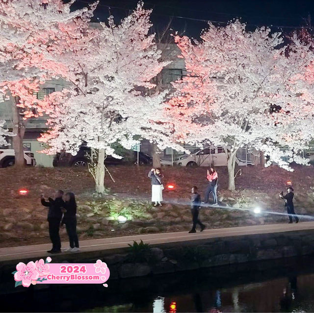 Cherry Blossom Festival in Cheonan