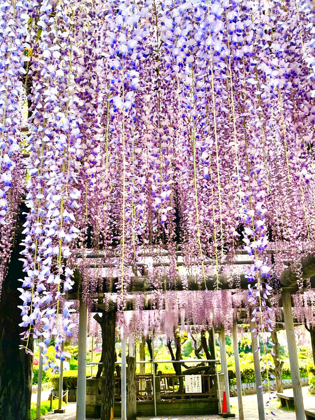 【箭弓稲荷神社/埼玉県】格式ある神社のぼたん園