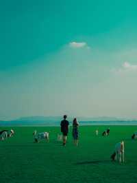 แลนด์มาร์คฤดูร้อน ! ท้ายเขื่อนป่าสักชลสิทธ์ 🐐🌳