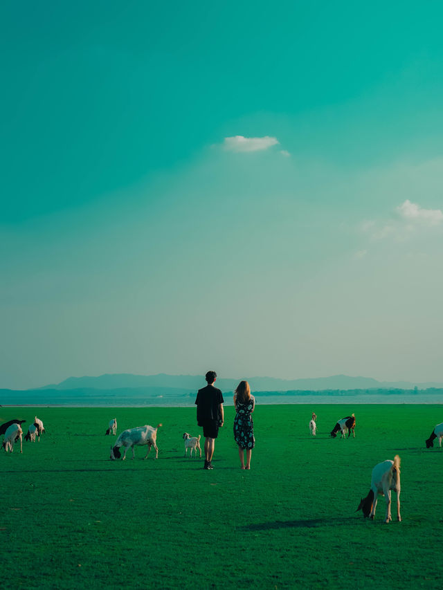 แลนด์มาร์คฤดูร้อน ! ท้ายเขื่อนป่าสักชลสิทธ์ 🐐🌳