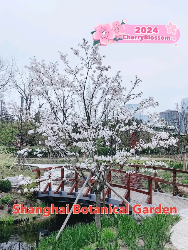 Cherry Blossom @Shanghai Botanic Garden