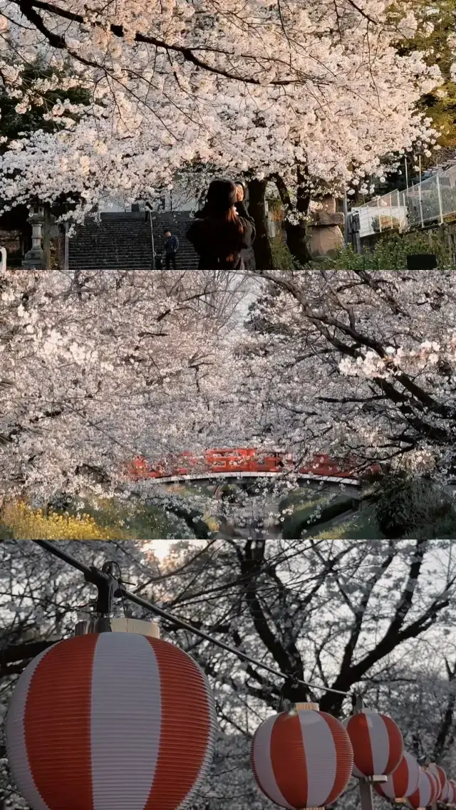 【長野・新潟・埼玉】桜スポット🌸