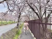 Sakura@ Tenri High School จ.นารา