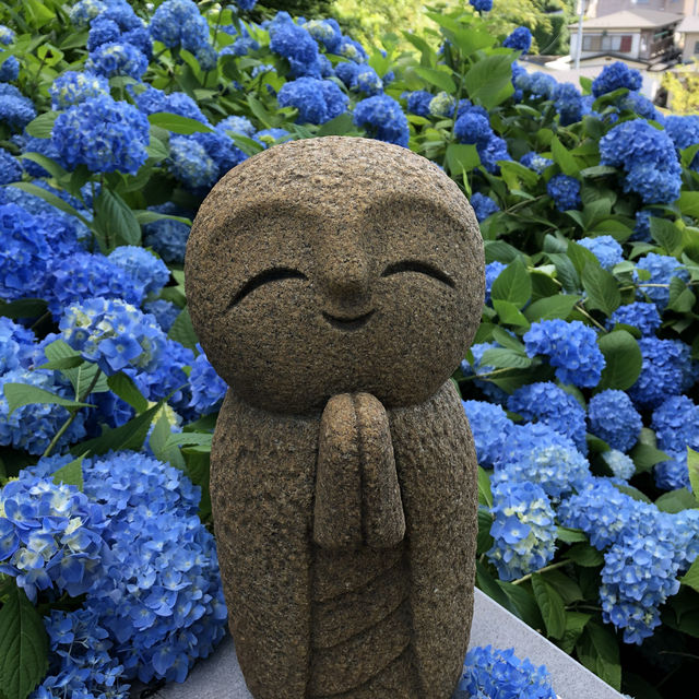 紫陽花に囲まれる幻想的な青の世界へ行ってみよう！