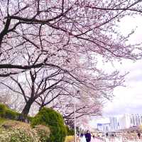 Oncheoncheon Stream Blossoms