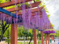 ดอกวิสทีเรีย (Wisteria) ที่เมืองKariya 🌆🎡🪻