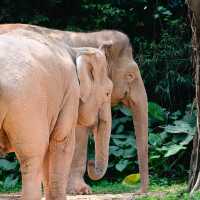 【東京景點】上野動物園：珍稀動物天堂