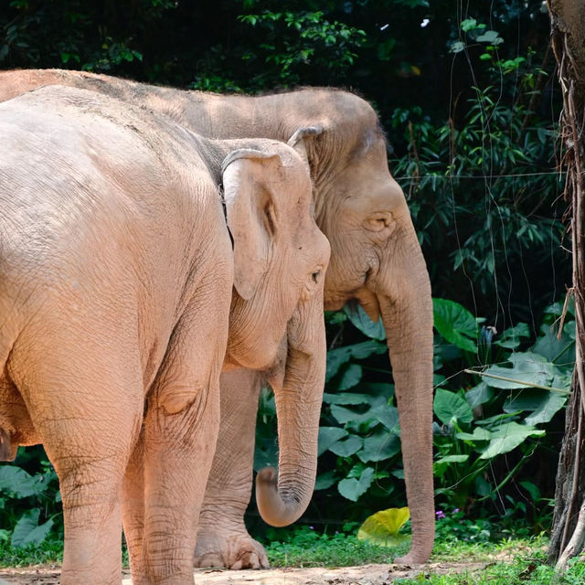 【東京景點】上野動物園：珍稀動物天堂