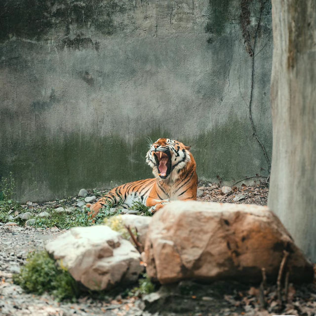 【大阪景點】天王寺動物園：不容錯過！