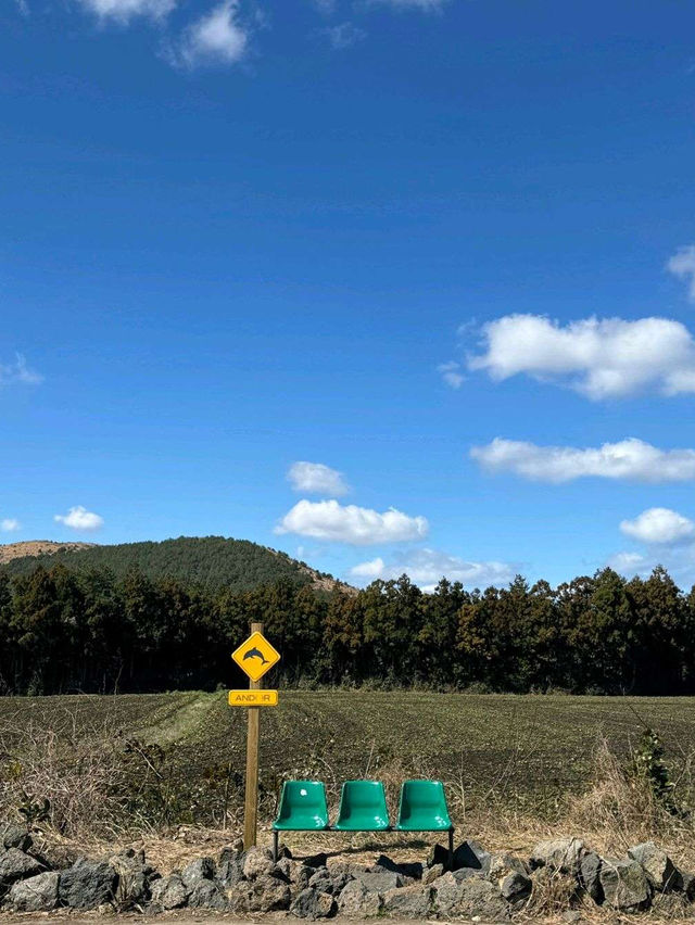 제주 동쪽 카페 추천 숲속 카페 안도르