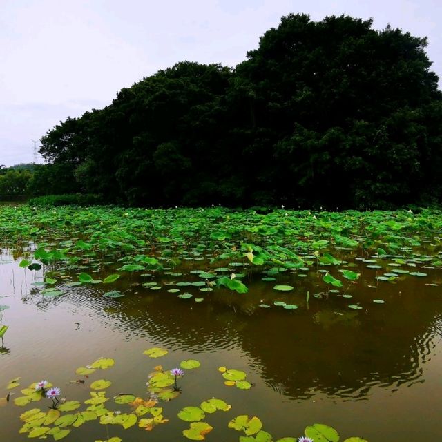 洪湖公園