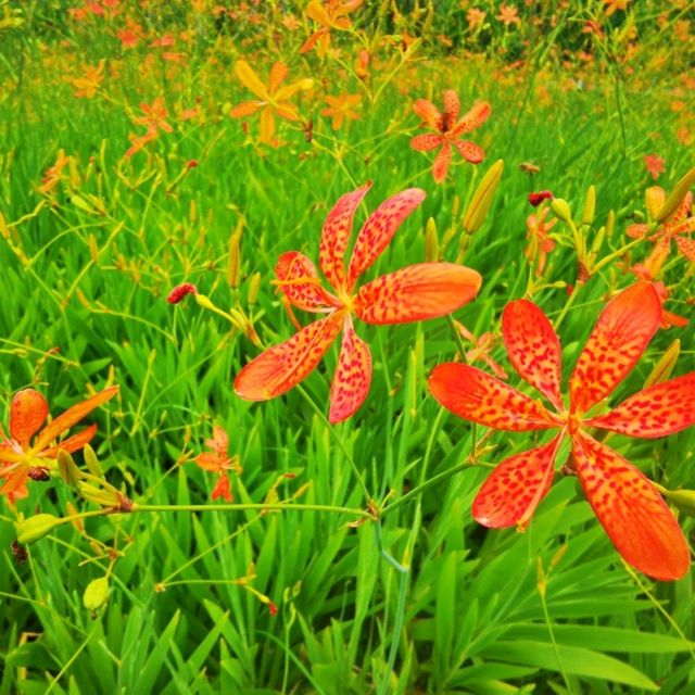 環西麗湖綠道 環西麗湖綠道