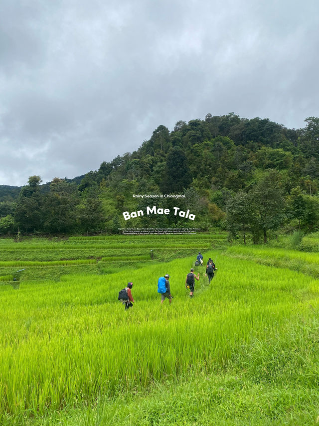 ฤดูฝนที่บ้านแม่ตะละ | เชียงใหม่ ⛰️🌧️🌾🌳