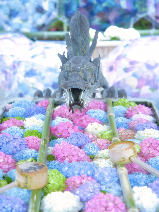 【京都】京都1番人気の紫陽花スポットはココ‼️映えすぎてぴえん🥺