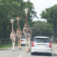 Fuji Safari Park