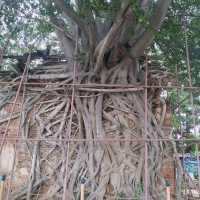 ปราสาทตาพรหมเมืองไทย