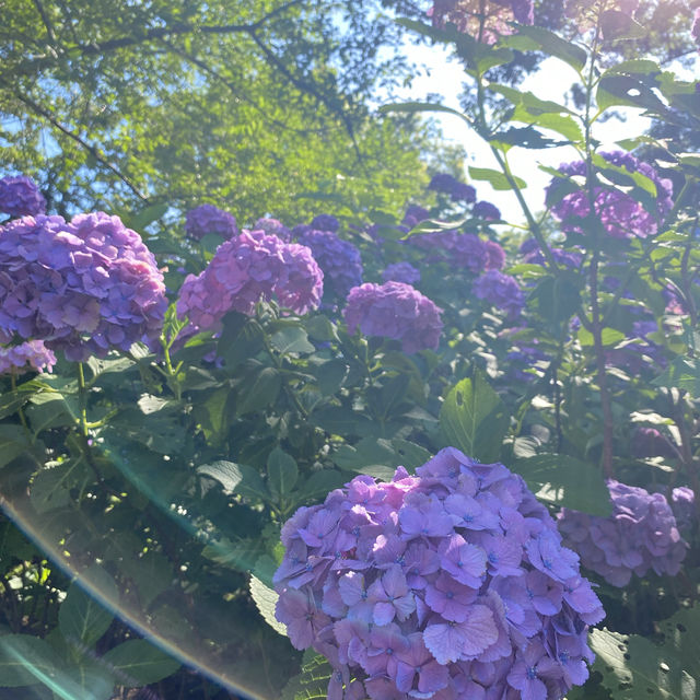 【Tokyo🇯🇵】多摩川台公園