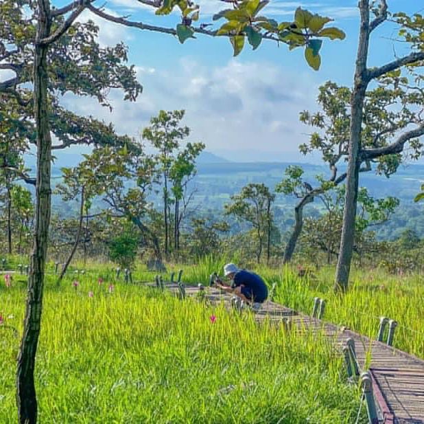 ชมธรรมชาติหน้าฝน ยลเสน่ห์ดอกกระเจียว🌷