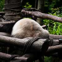 A Peaceful Encounter at Panda Valley, Dujiangyan