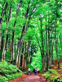 美人林 @ Bijin Bayashi Forest 