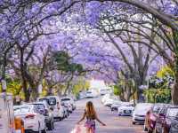 Jacaranda Tree