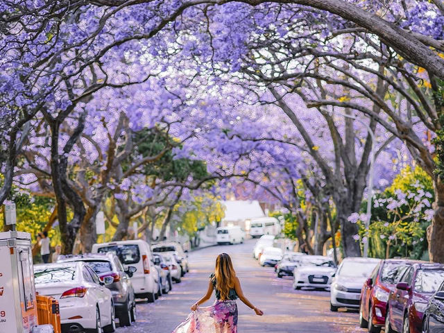 Jacaranda Tree