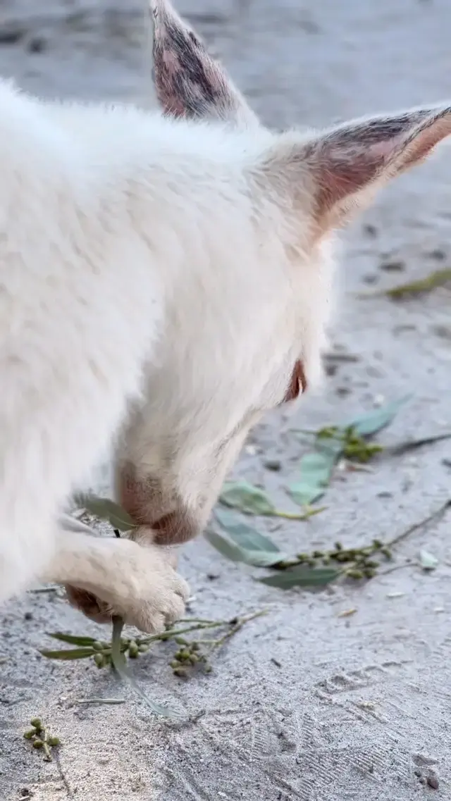 🇦🇺멜버른 마루동물원 후기