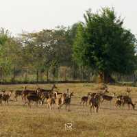  Cervidae trang